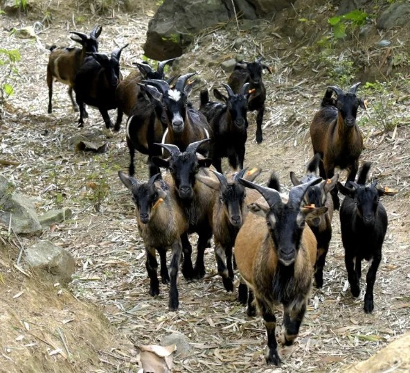 七百弄山羊，小巧黑山羊味道極為鮮美的山羊品種，廣西大化瑤族自治縣特產，全國農產品地理標志