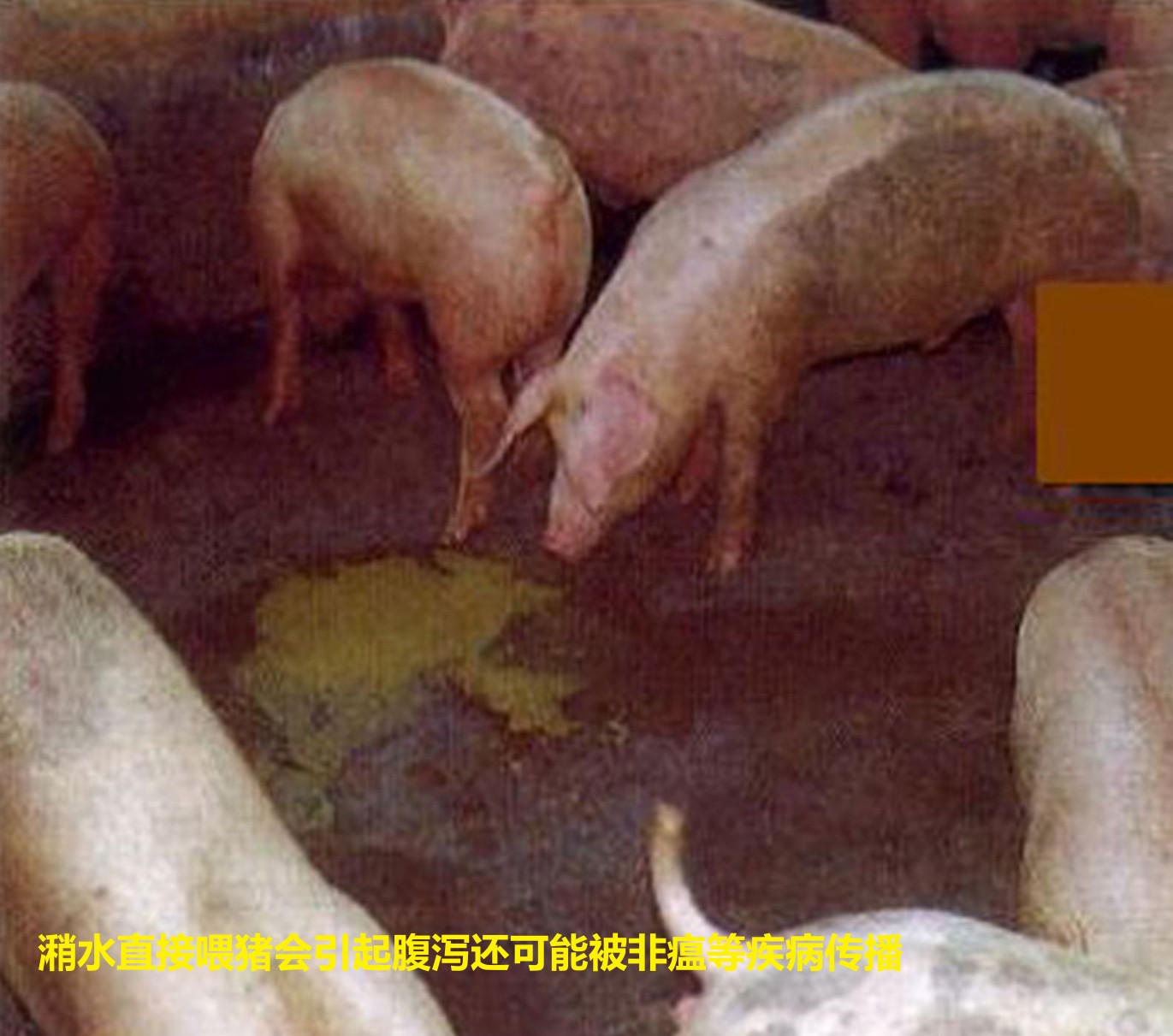 潲水直接喂豬會引起腹瀉還可能被非瘟等疾病傳播.jpg