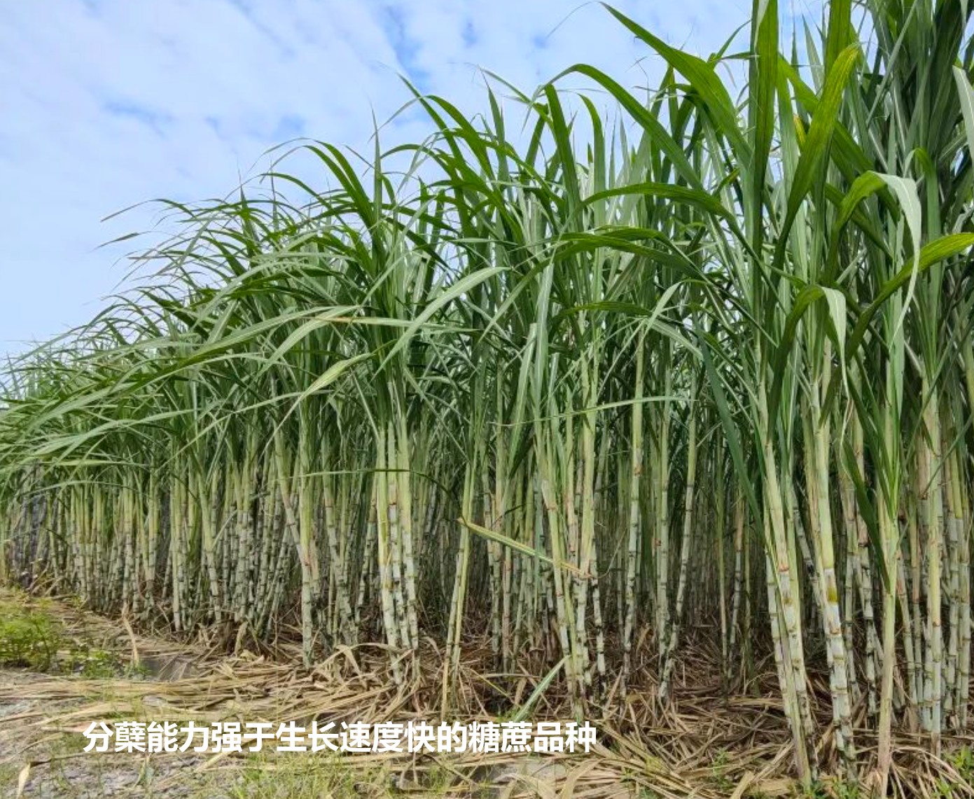 分蘗能力強于生長速度快ID糖蔗品種.jpg