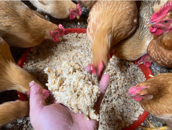 發酵木薯渣喂雞.png